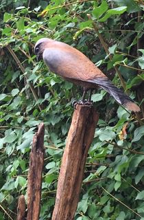 Kestrel 2a